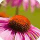 Echinacea